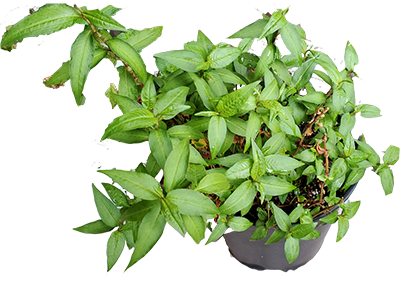 Grow Rau Ram organically | Vietnamese Coriander