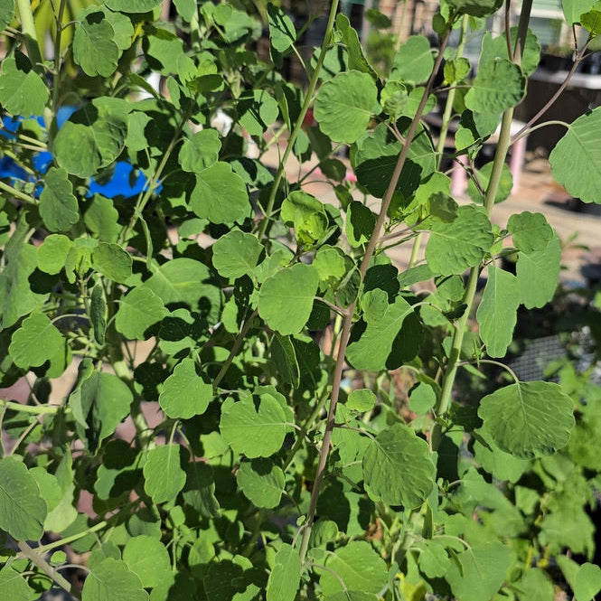 Broad Leaf Papalo (Porophyllum ruderale)Seeds- 20 seeds