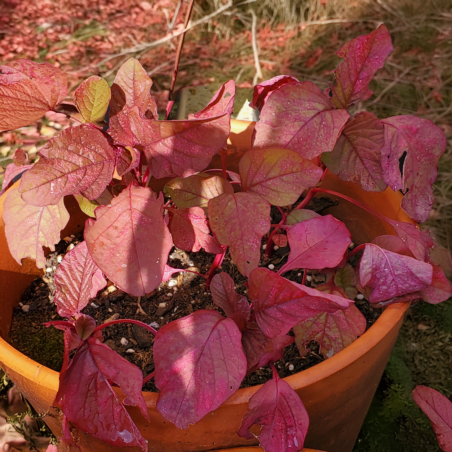 Amaranth Seeds - All Red Leaf- 100 seeds