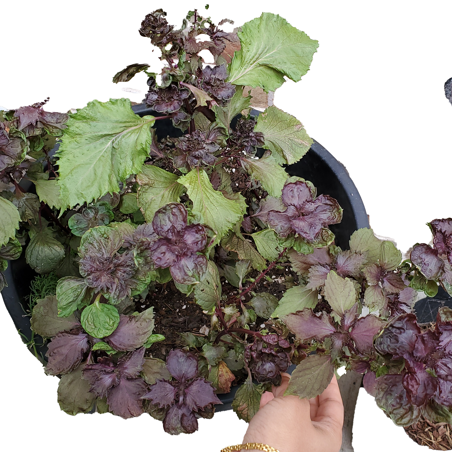 Shiso (Perilla) - 100 Seeds