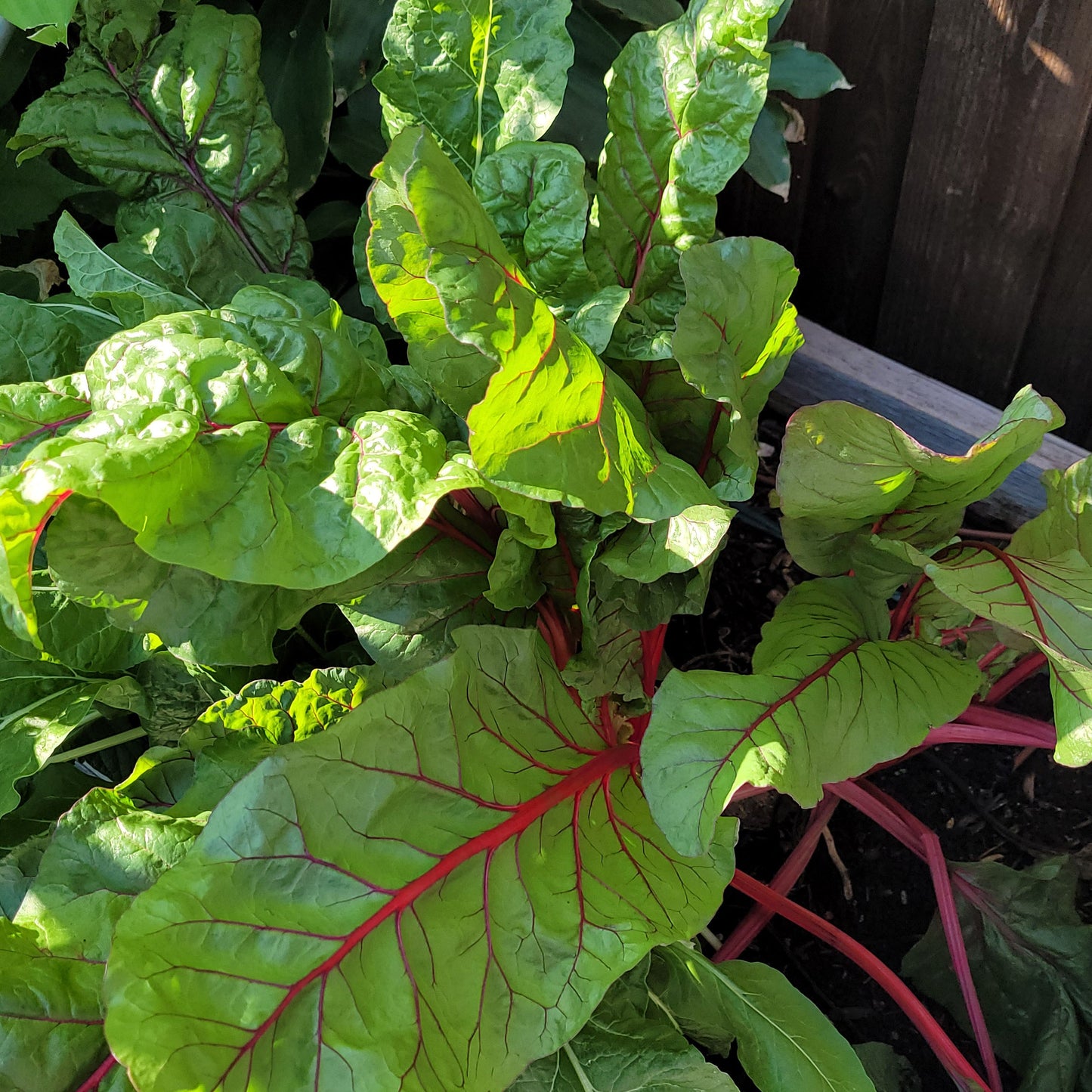 Swiss Chard (Organic) - Ruby Red- 100 Seeds