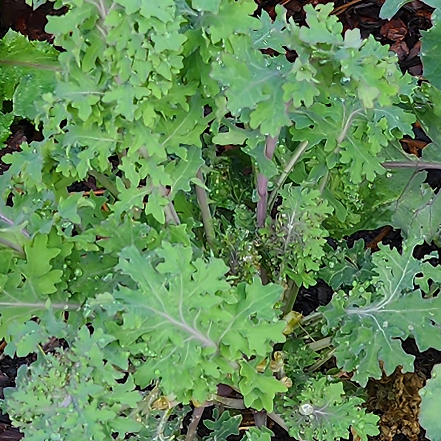 Red Kale Seeds - 2g