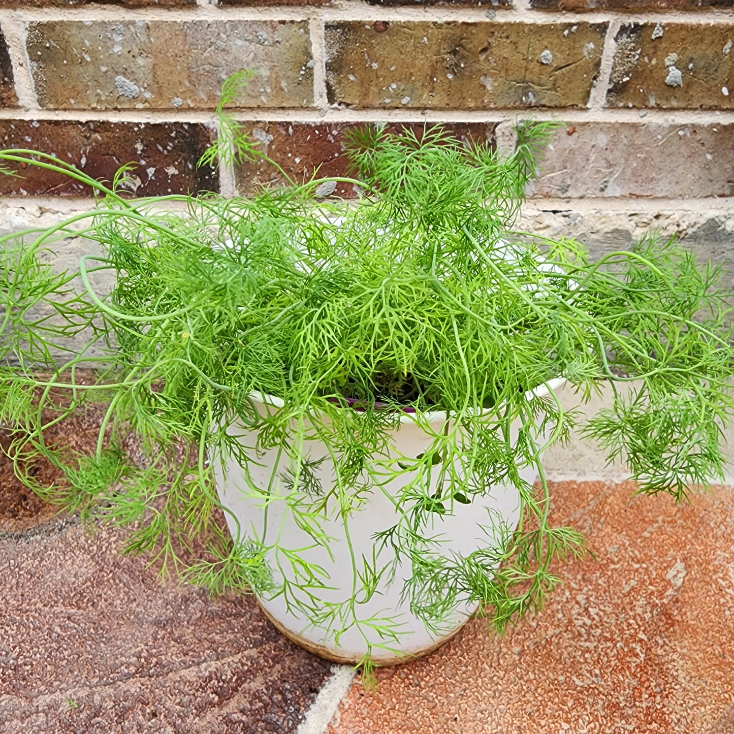 Seeds of Dill Herb (50)- Anethum graveolens