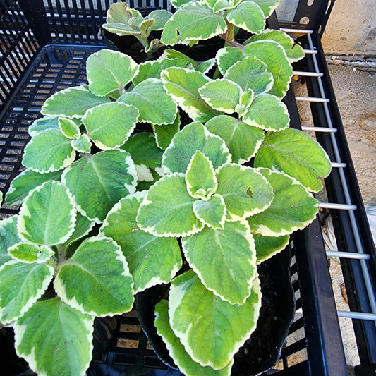 Cuban Oregano Herb- Varigated- 3" Pot |Indian Borage| Plectranthus amboinicus