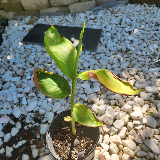 Green Cardamom Live Plant - 1 gallon pot | Elettaria cardamomum