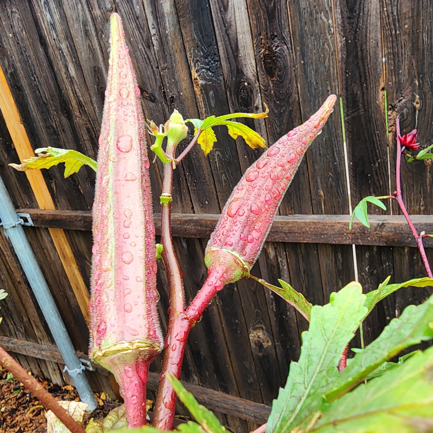 Okra Red Burgundy- 30 seeds