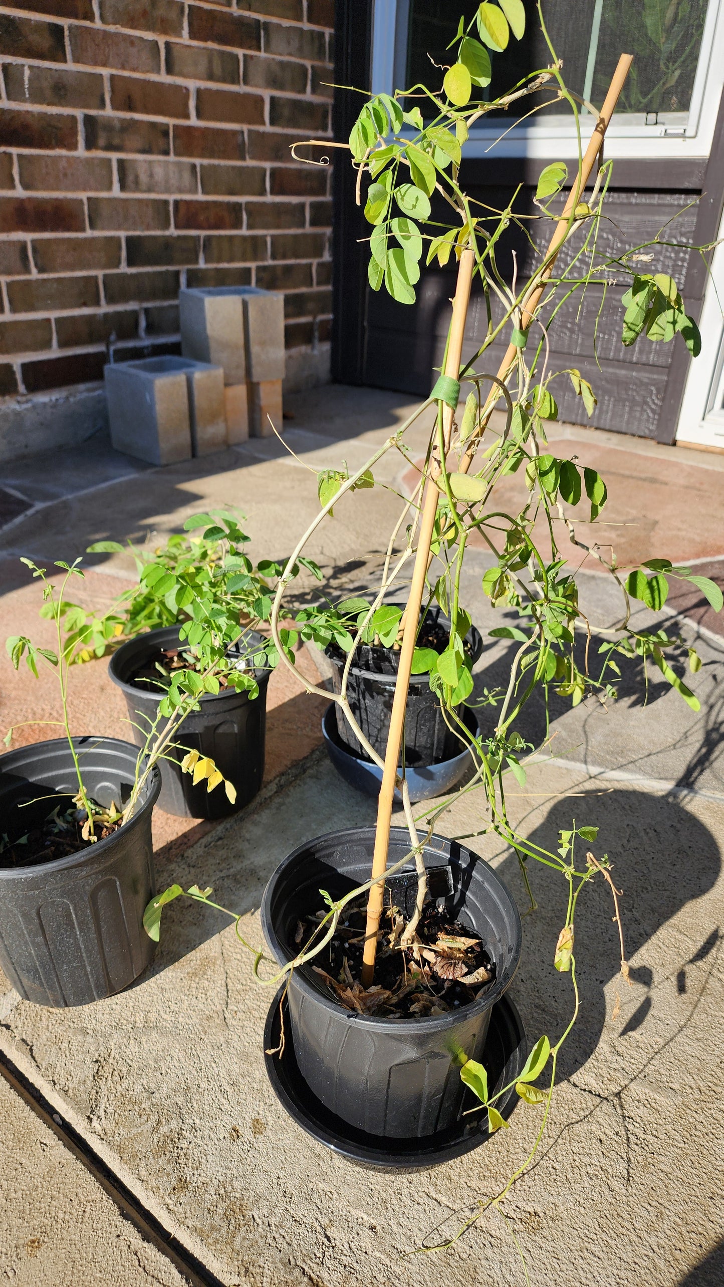 Butterfly Pea Plant- Blue- Double Flowers- Clitoria ternatae - 1 gallon