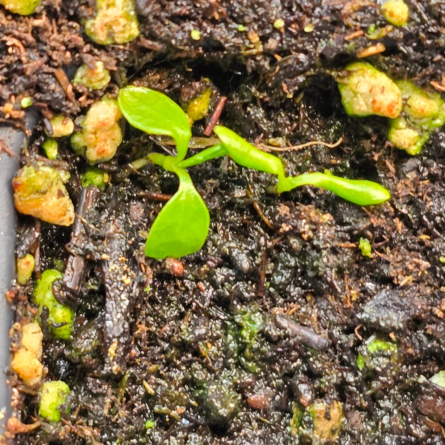 Culantro - Shado Beni Seeds-100 seeds