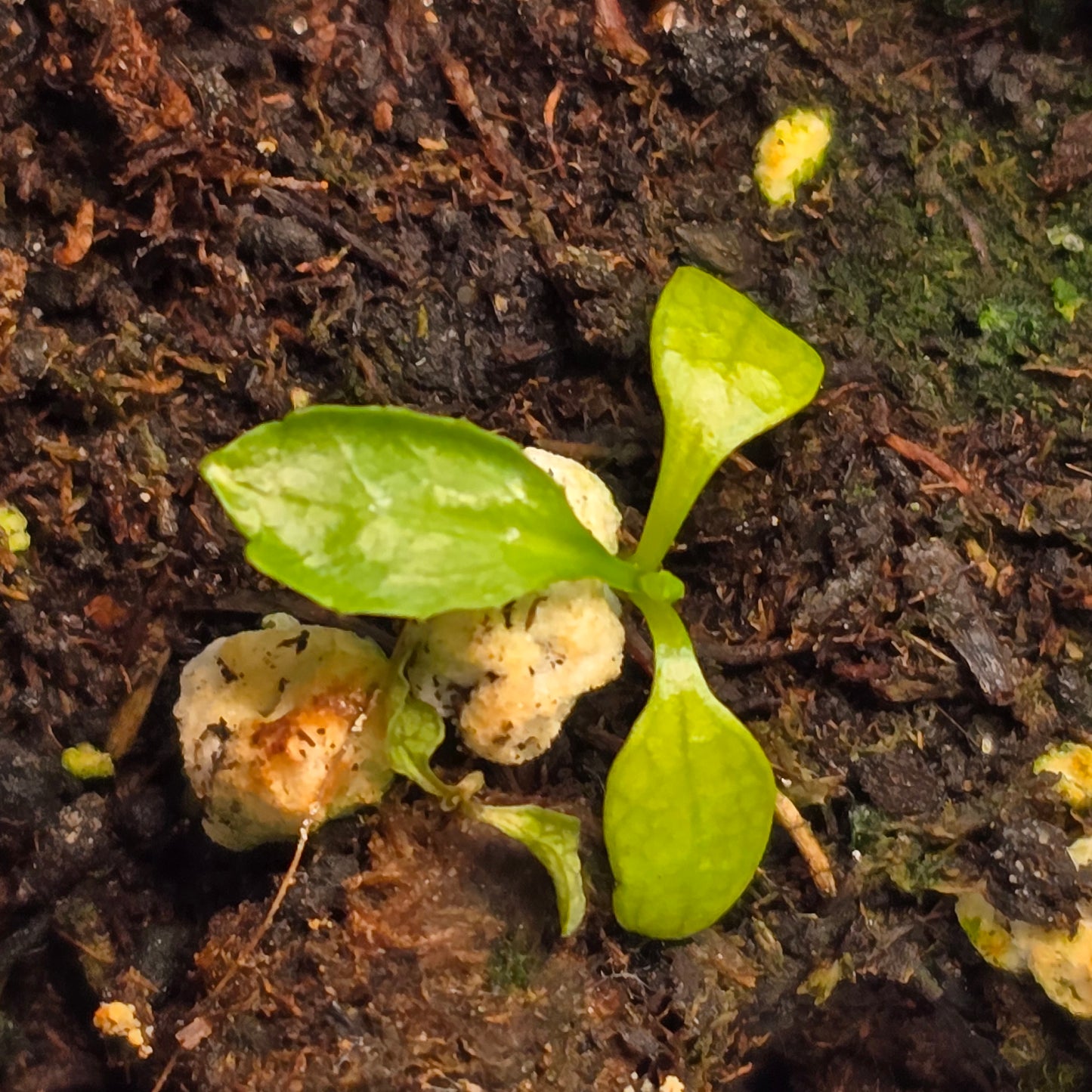 Culantro - Shado Beni Seeds-100 seeds