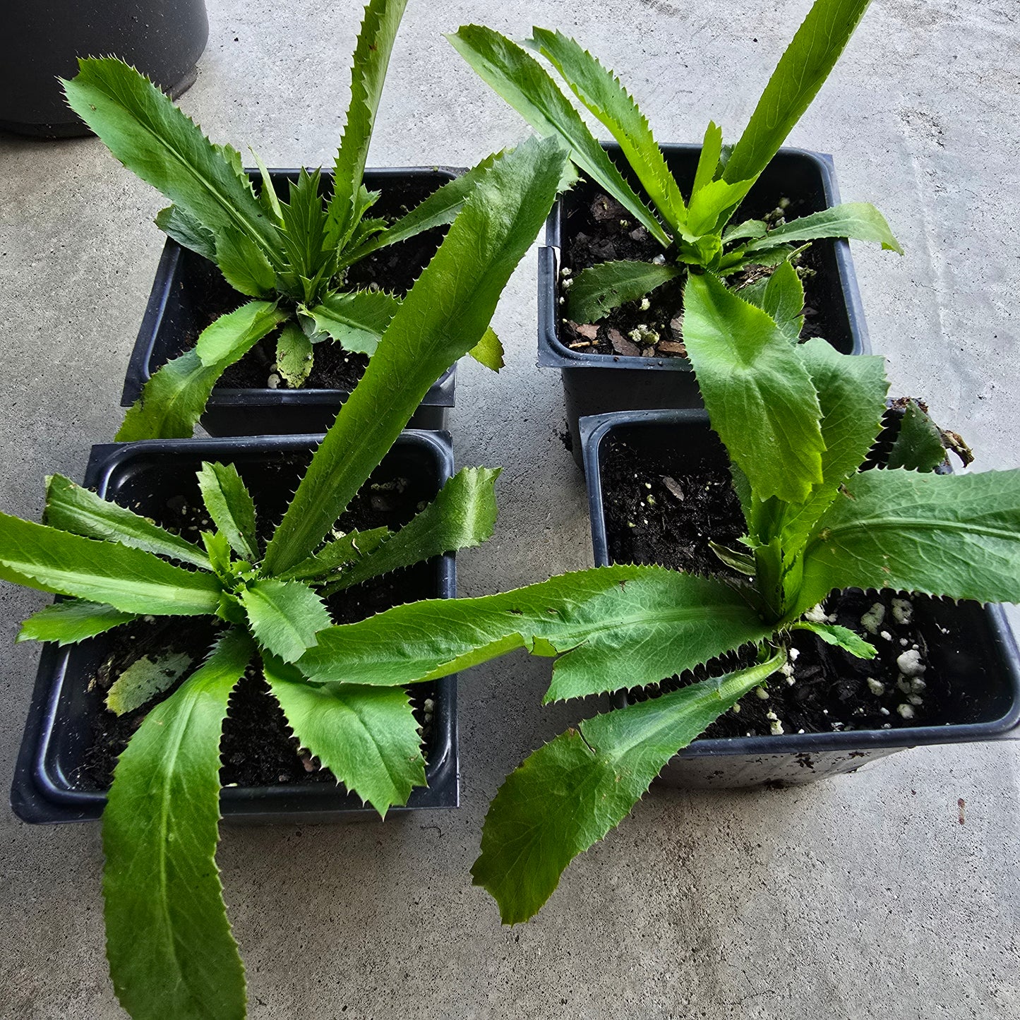 Culantro Live Plant- 4"pot