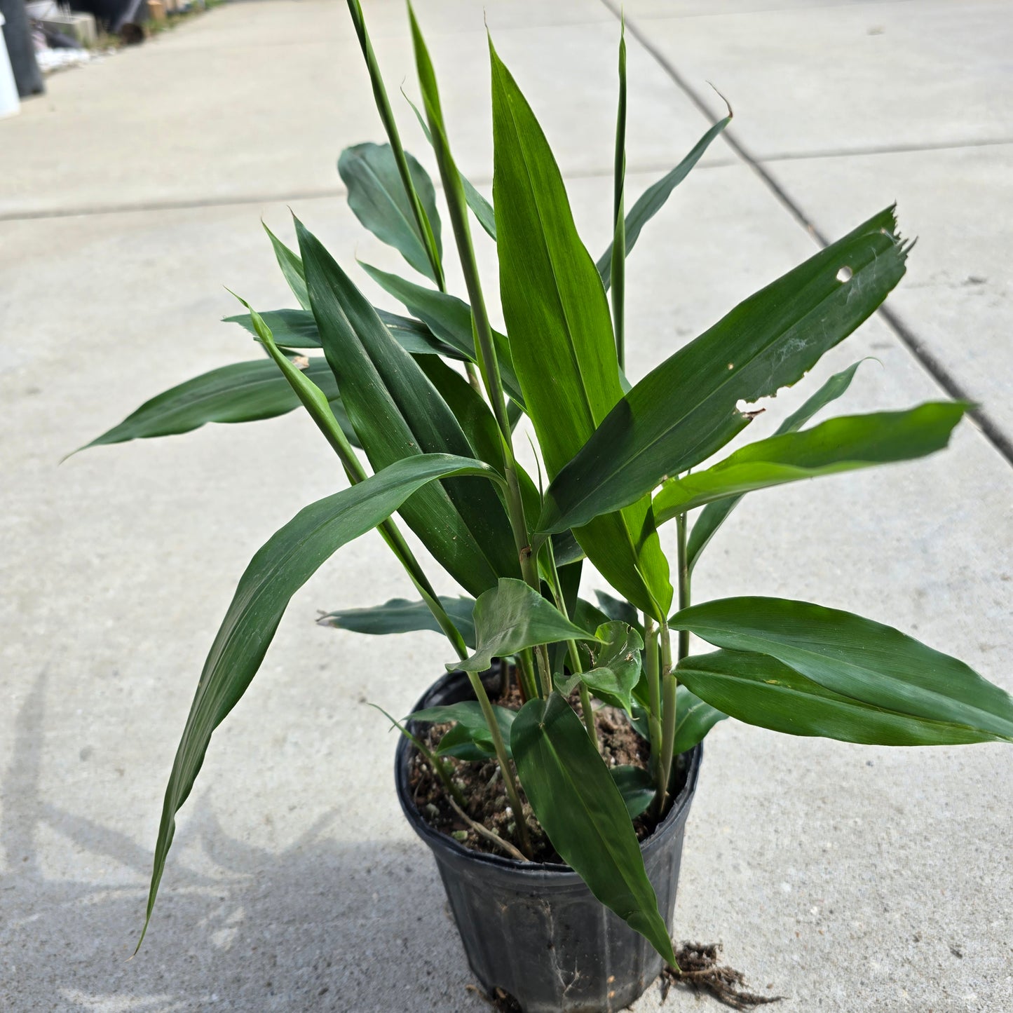 Galangal Live Plant- 1 gallon pot