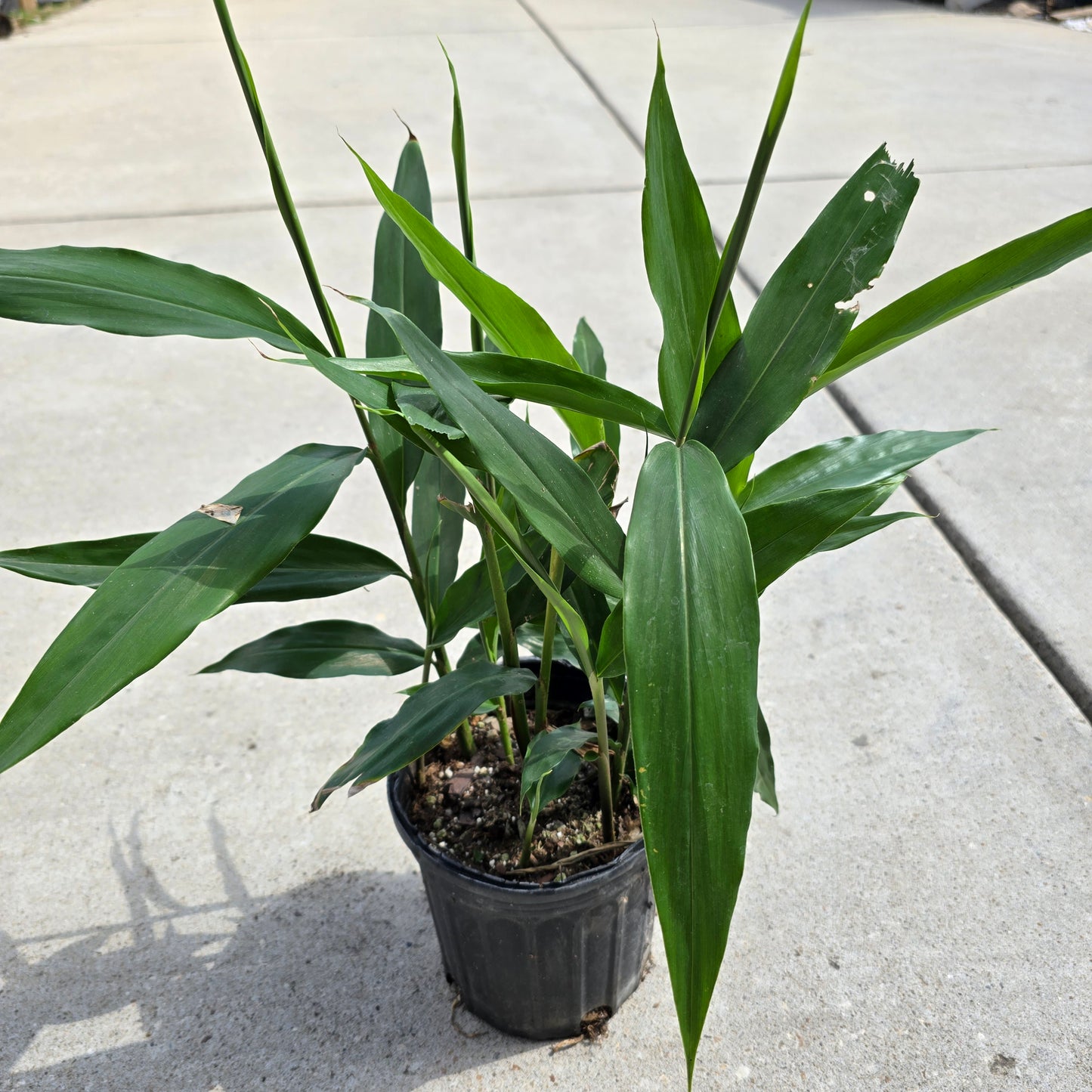 Galangal Live Plant- 1 gallon pot