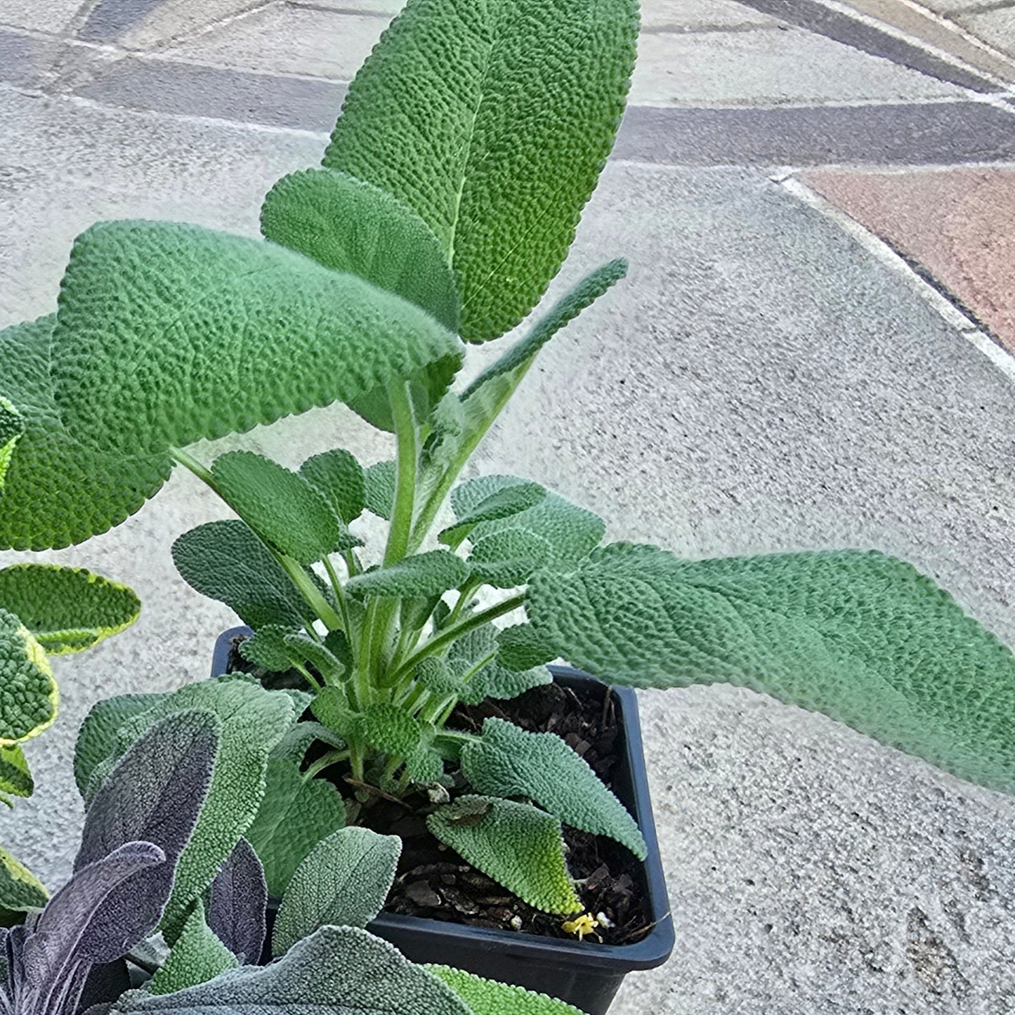 Organic Berggarten Sage