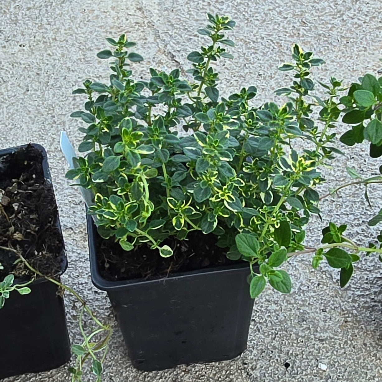 Organic Varigated Lemon Thyme
