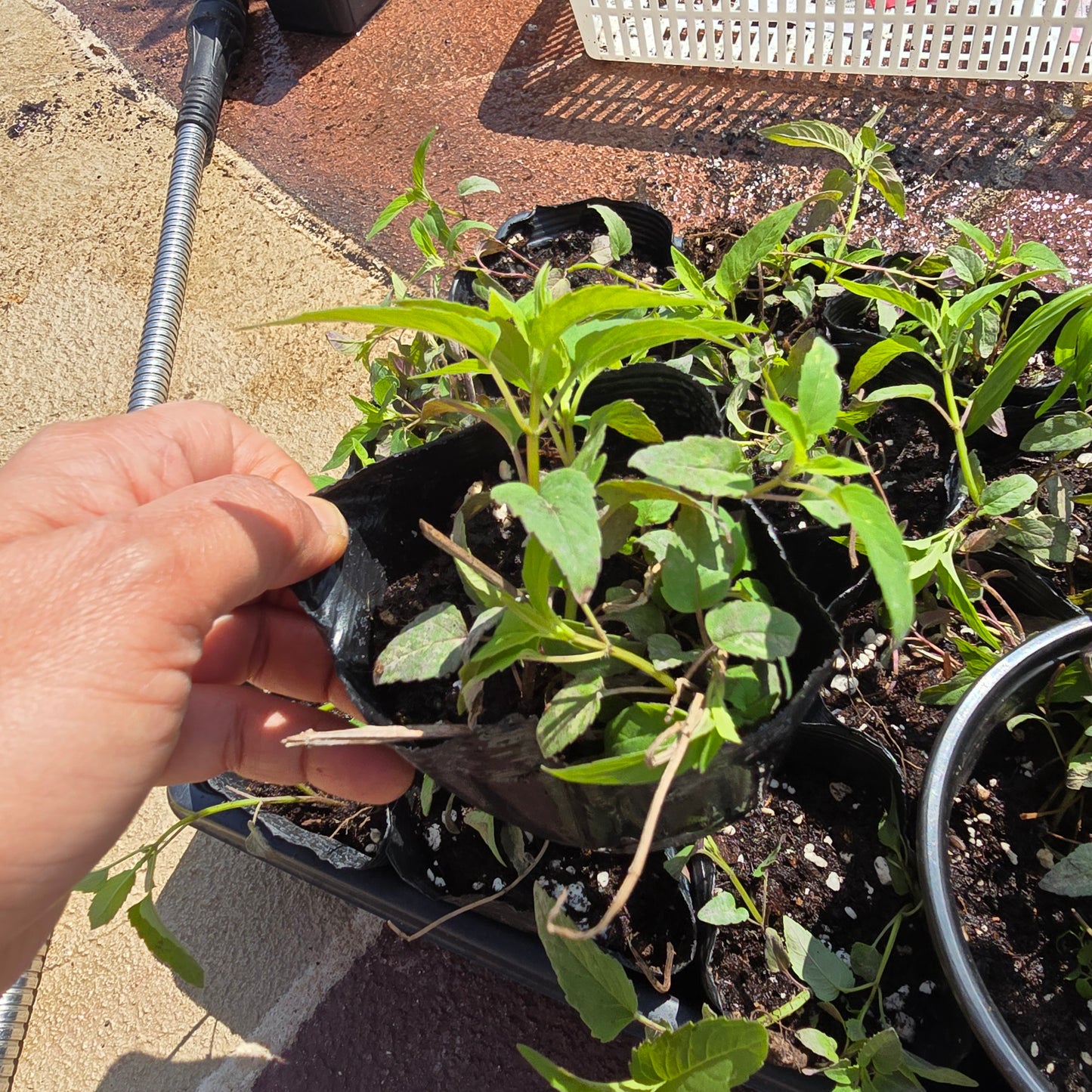 Bee Balm/ Monandra Live Starter Plants- (Purple Flower)