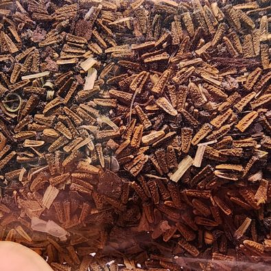 30 SEEDS of Bhringraj/ Eclipta Alba
