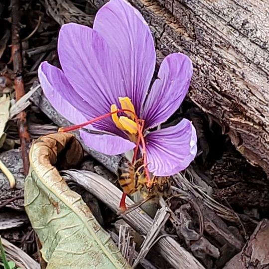 Saffron Crocus- 50 bulbs - Crocus sativus