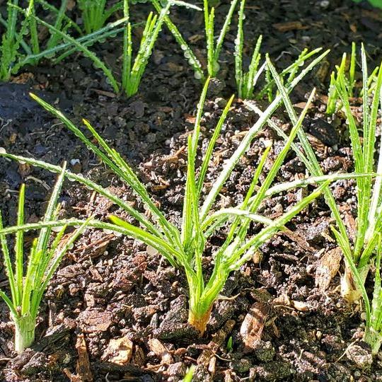 Saffron Crocus- 50 bulbs - Crocus sativus