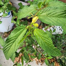 Egyptian Spinach Seeds (200)- Corchorus olitorius, Jute Mallow, Molokia Ewedu, Koshta, Bush Okra, Saluyot