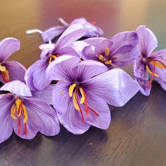 Saffron Crocus- 50 bulbs - Crocus sativus