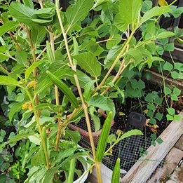 Egyptian Spinach Seeds (200)- Corchorus olitorius, Jute Mallow, Molokia Ewedu, Koshta, Bush Okra, Saluyot