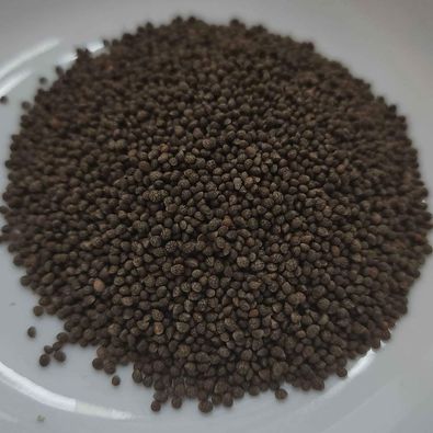 Shiso (Perilla) - 100 Seeds