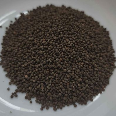 Shiso- Green (Perilla) - 100 Seeds