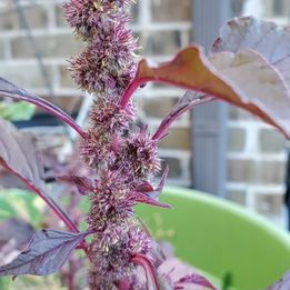 Amaranth - Midnight Red- 100 seeds
