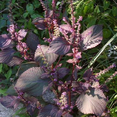 Shiso (Perilla) - 100 Seeds