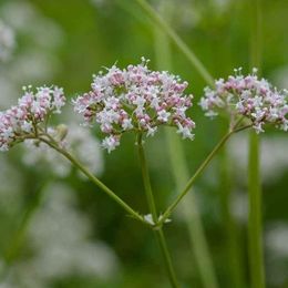 Valerian Root- 200 seeds - Valerina officinale