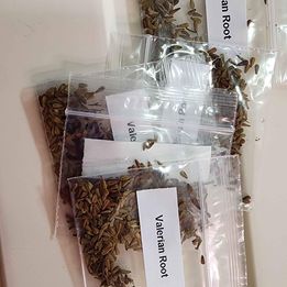 Valerian Root- 200 seeds - Valerina officinale