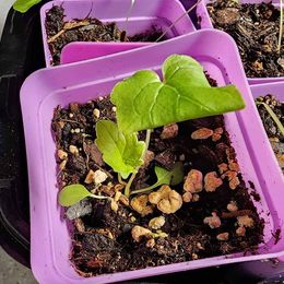 Valerian Root- 200 seeds - Valerina officinale