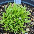 Caraway Seeds - 100