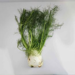Fennel Seeds - Sweet - 100 seeds - Foeniculum Vulgar Dulce