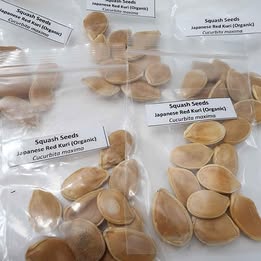 Red Kuri Squash Seeds (Organic) 10 seeds