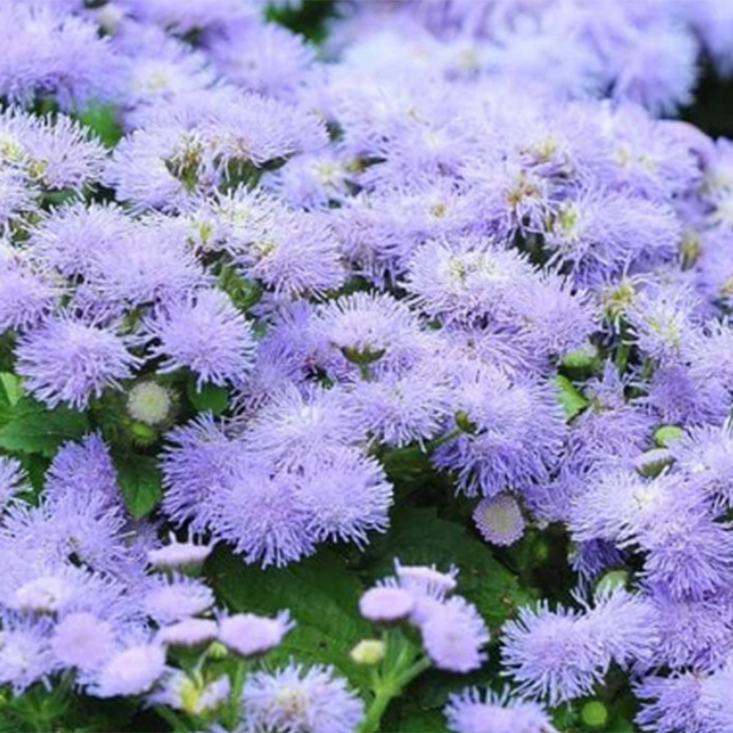 Ageratum Dwarf Blue Mink - 100 Seeds