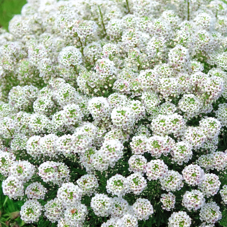 Alyssum ‘White’ (Organic) – Sweet-Scented Carpet Blooms- 500 seeds