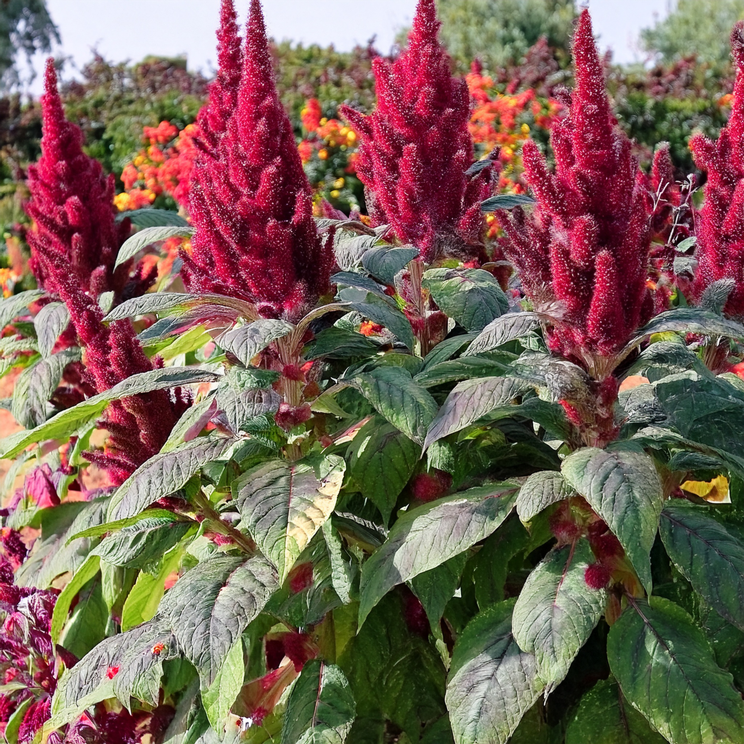 organic amaranth seeds for planting Elephant Head Amaranth - Organic