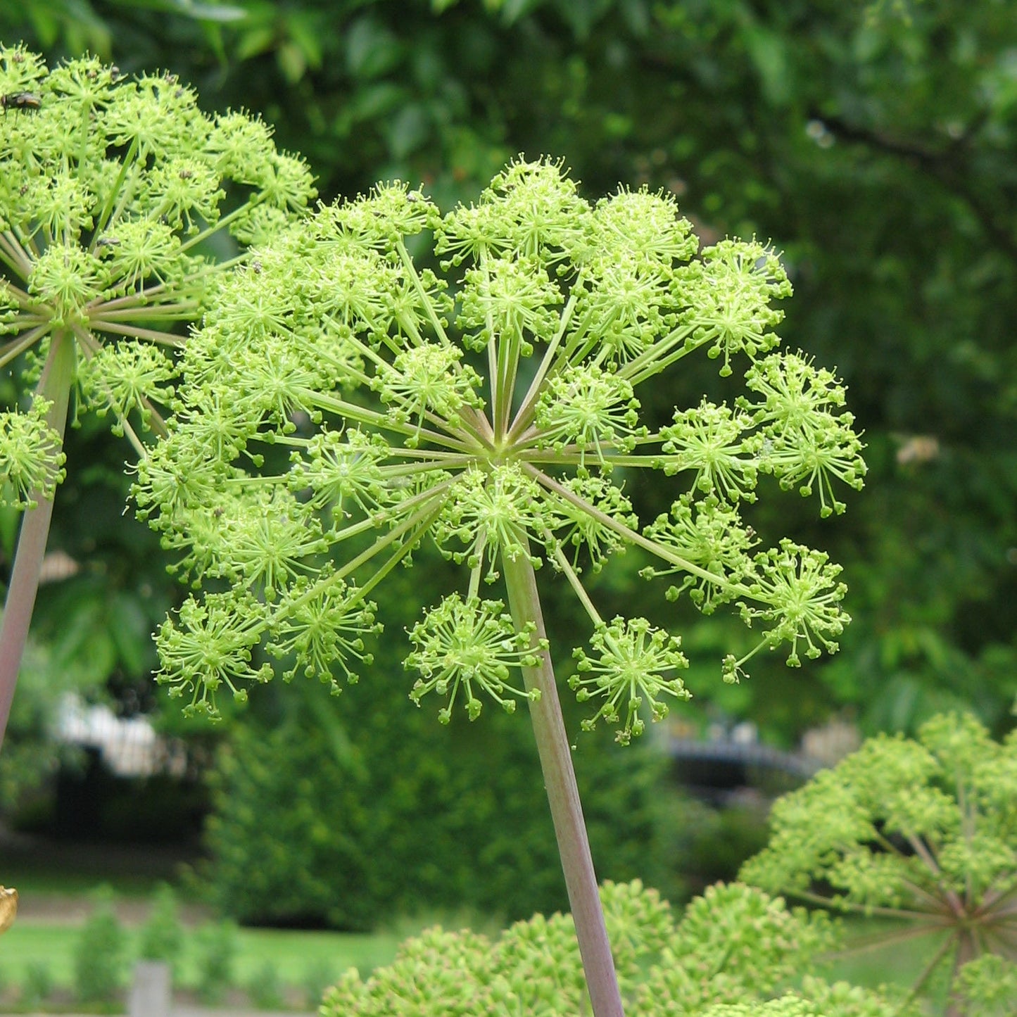 Angelica Seeds- 100 seeds