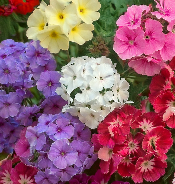 Annual Phlox Seeds- Mix Colors- 100