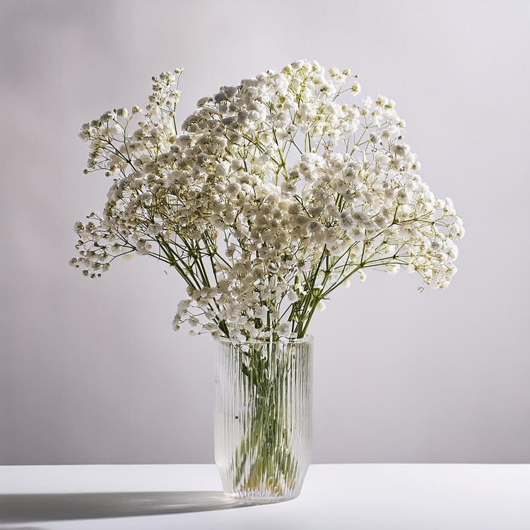 Baby's Breath Flower- 500 Seeds