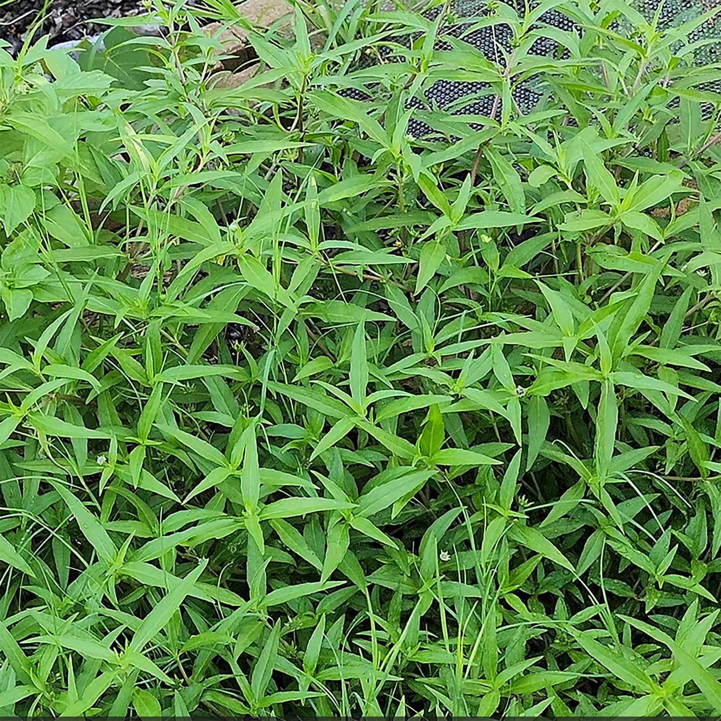 30 SEEDS of Bhringraj/ Eclipta Alba