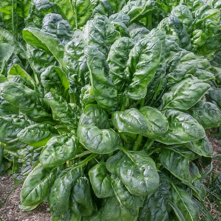 Organic Spinach- Bloomsdale Longstanding- 100 seeds