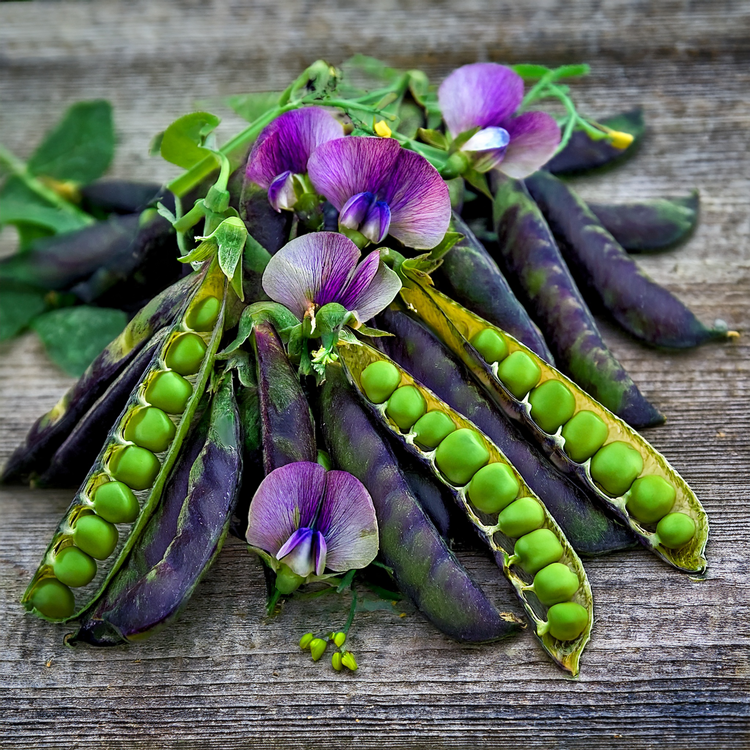 Organic Blue Shelling Pea- 50 seeds