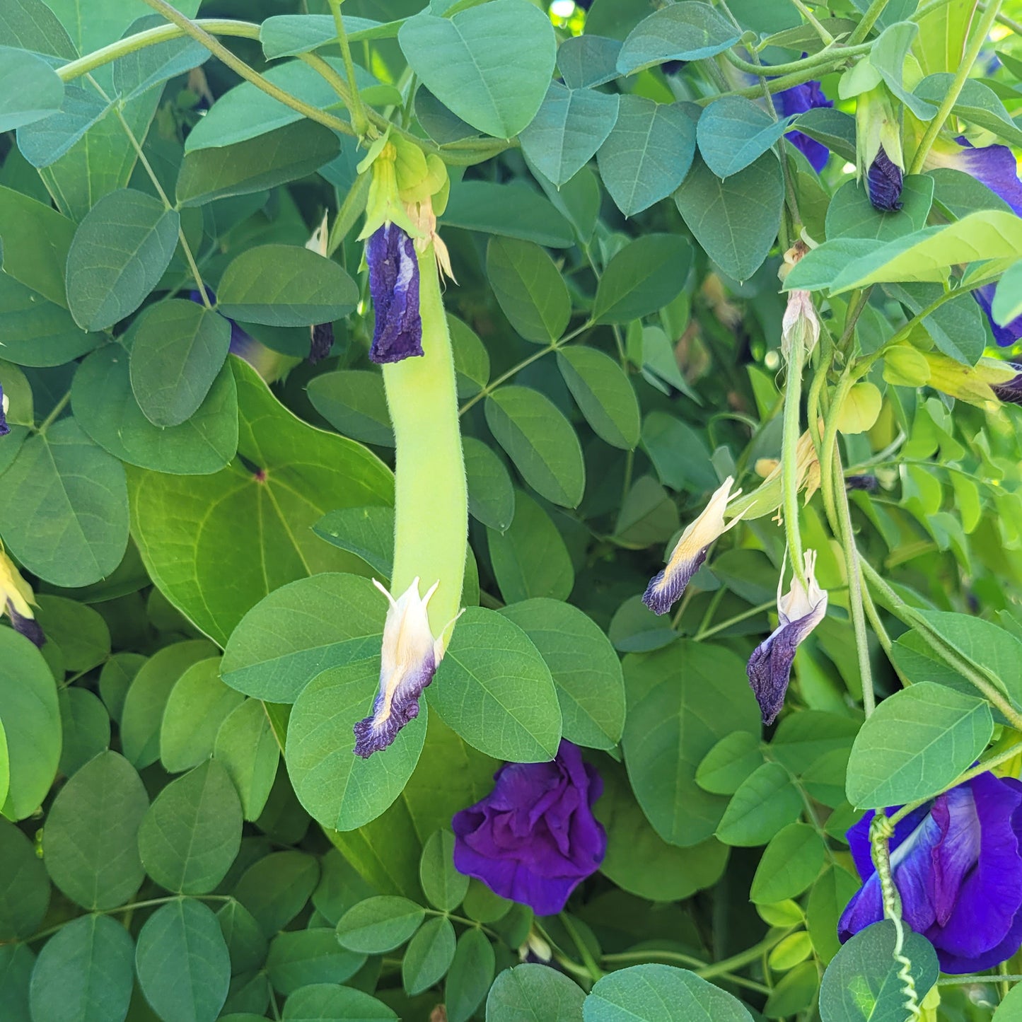 15 SEEDS of Butterfly Pea Plant- Clitoria ternatea