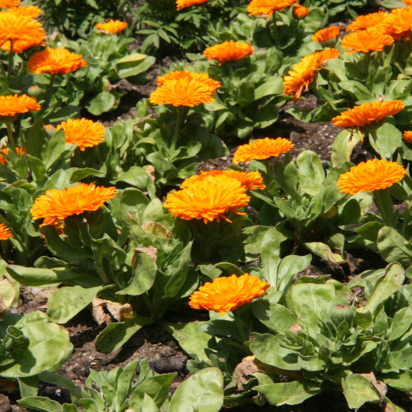 Calendula Bon Bon Series Orange -25 Seeds