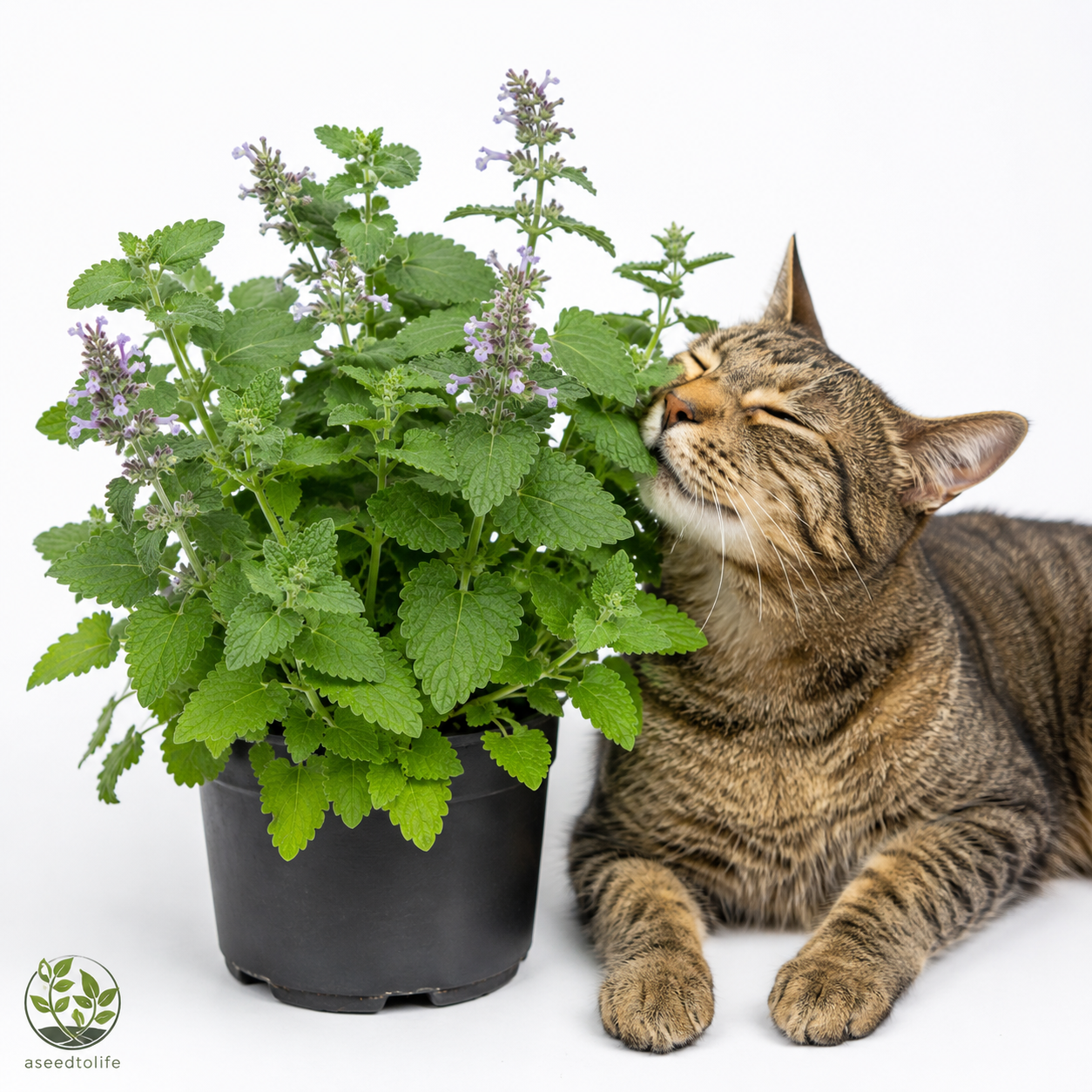 Organic Catnip Seeds - 100 seeds