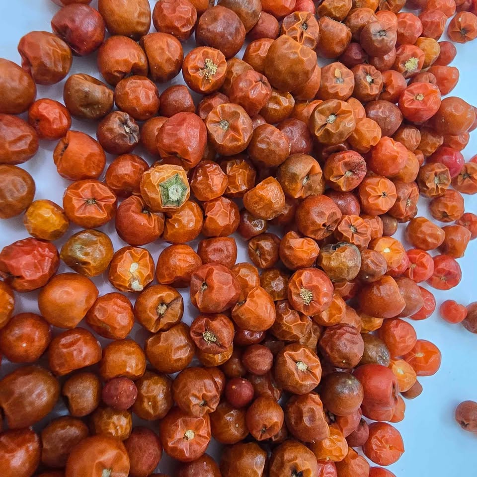 Pepper Seeds- Chiltepin Pepper - 30 seeds