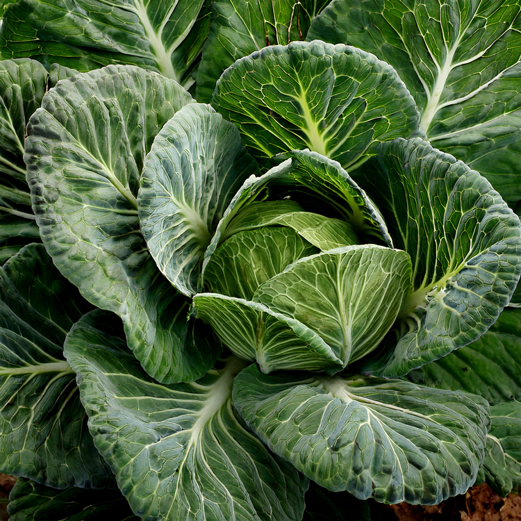 5 in 1- Leafy Harvest Collection- Individually packed 4- Kales and 1-Collard Green
