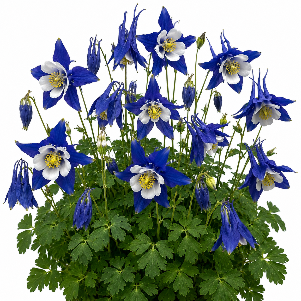 Columbine Flower Seeds- Colorado Blue- 100 Seeds